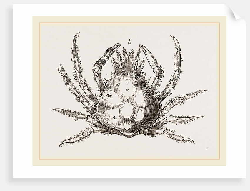 Pisa tetraodon by Anonymous