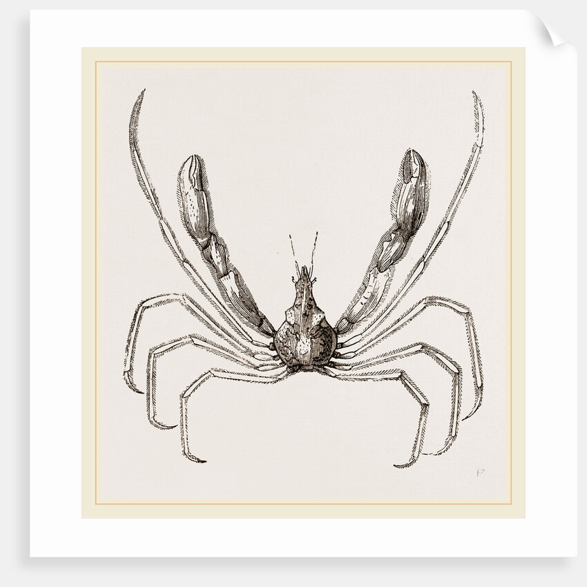 Stenorhynchus phalangium by Anonymous