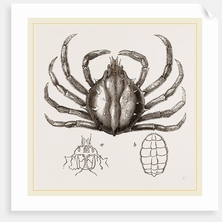 Libinia spinosa by Anonymous