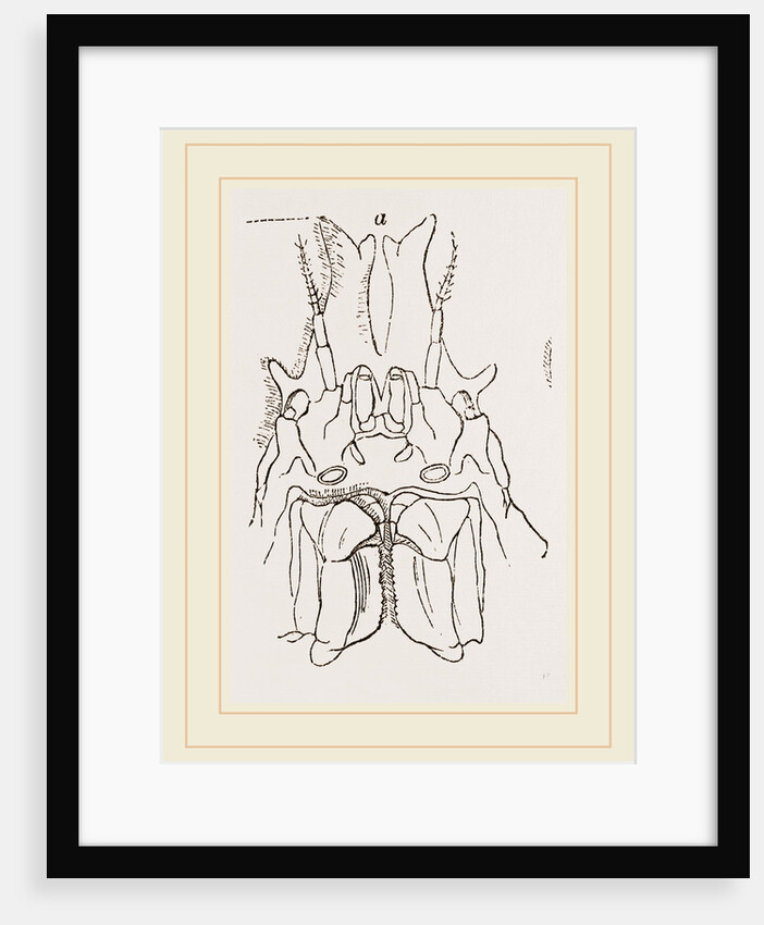 Naxia serpulifera by Anonymous