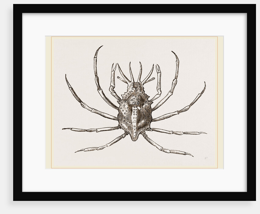 Stenocinops cervicornis by Anonymous