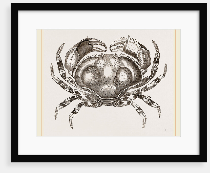 Hepatus fasciatus by Anonymous