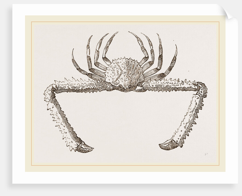 Lambrus longimanus by Anonymous