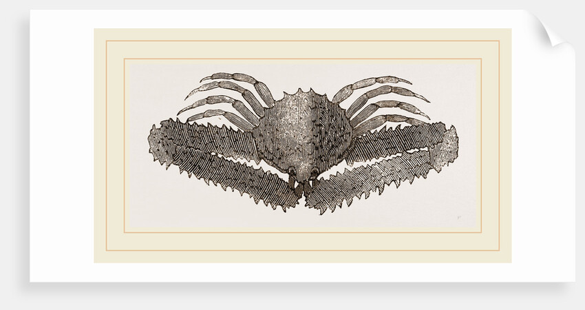 Lambrus Longimanus by Anonymous