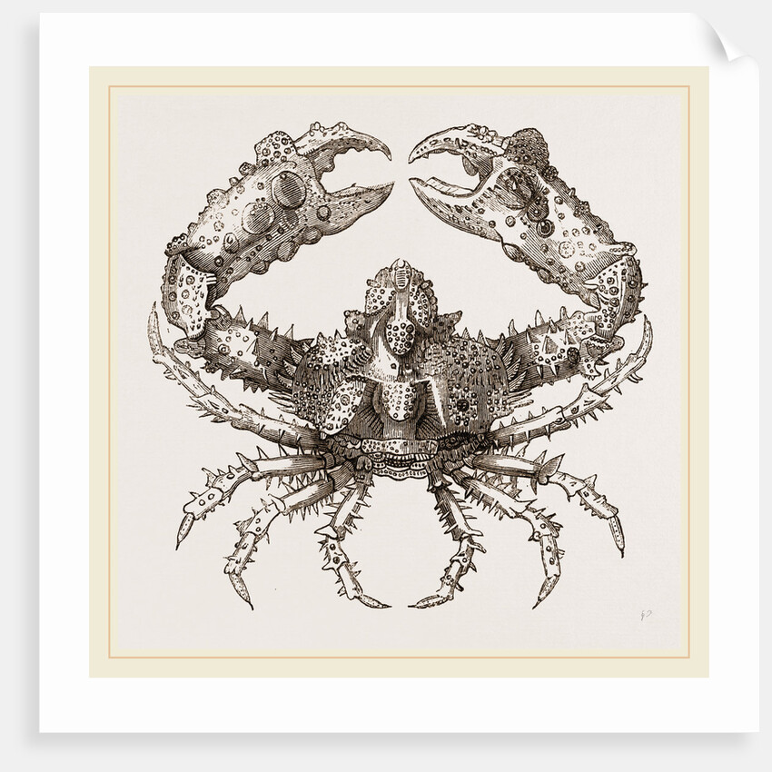 Parthenope horrida by Anonymous