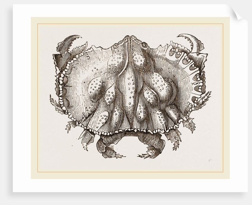 Oethra scruposa by Anonymous