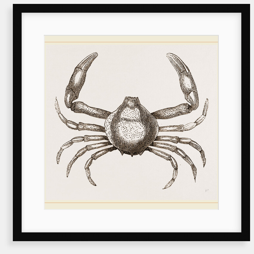 Persephona Latreilli by Anonymous