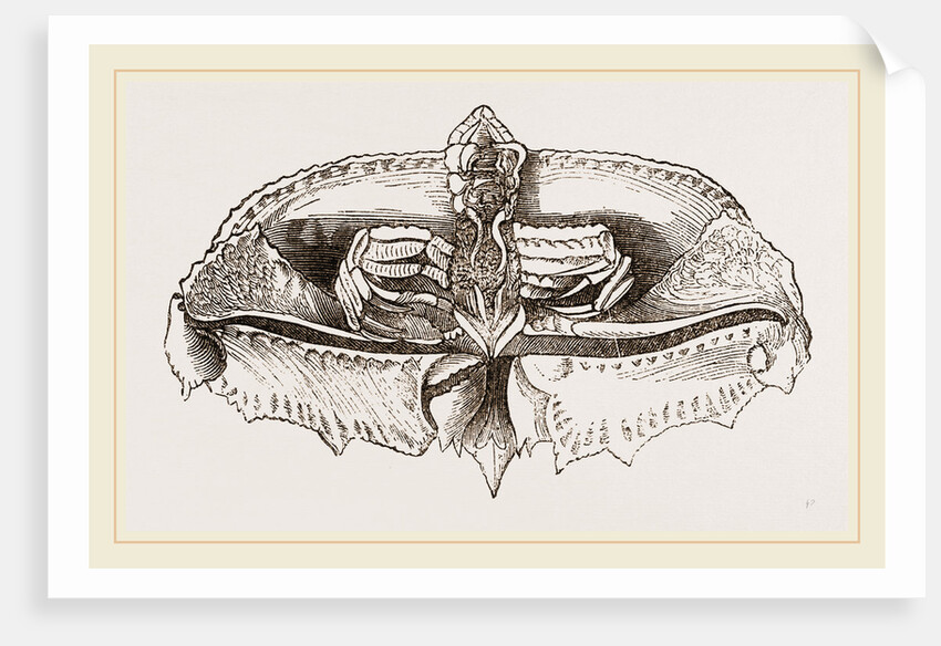 Cryptopodia fornicata Under Surface by Anonymous