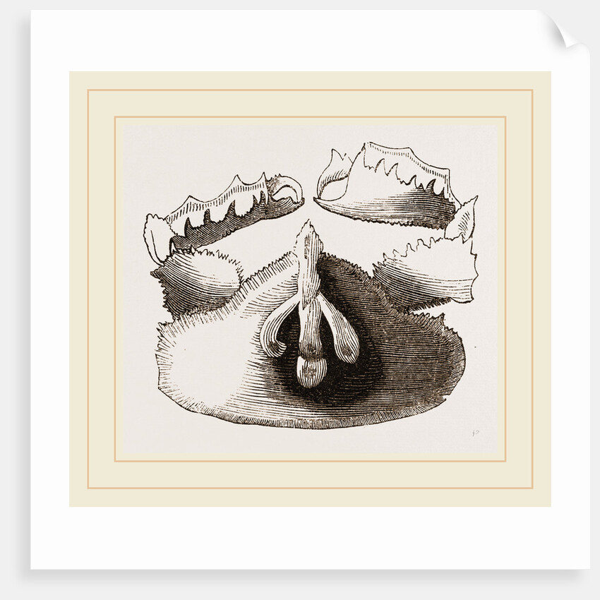 Cryptopodia fornicata Upper Surface by Anonymous