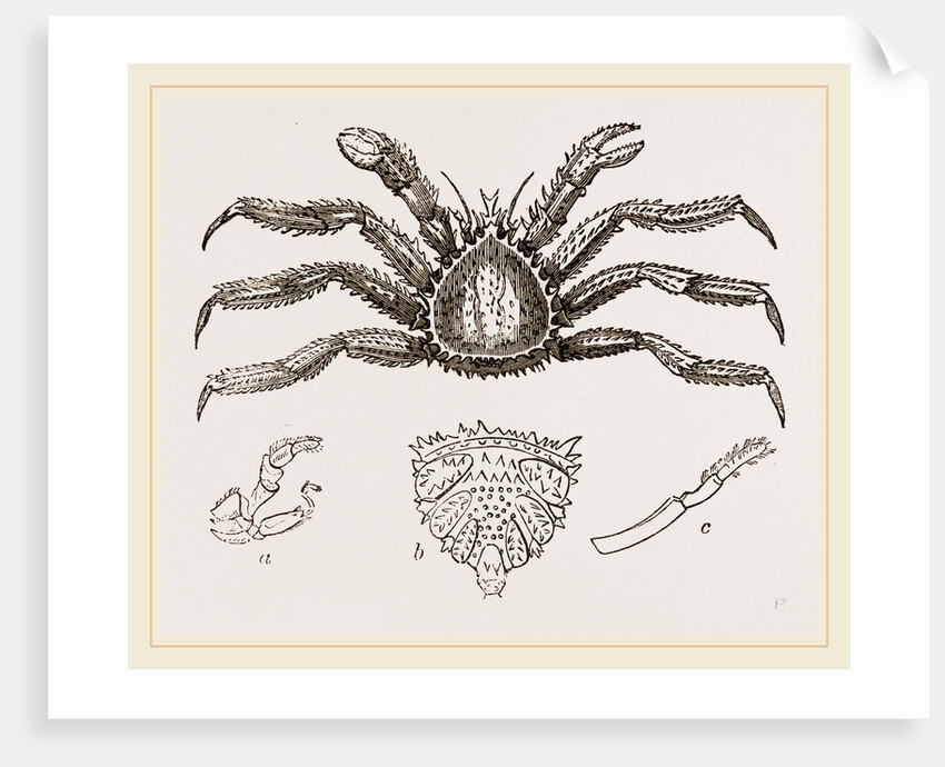 Lithodes arctica Female by Anonymous