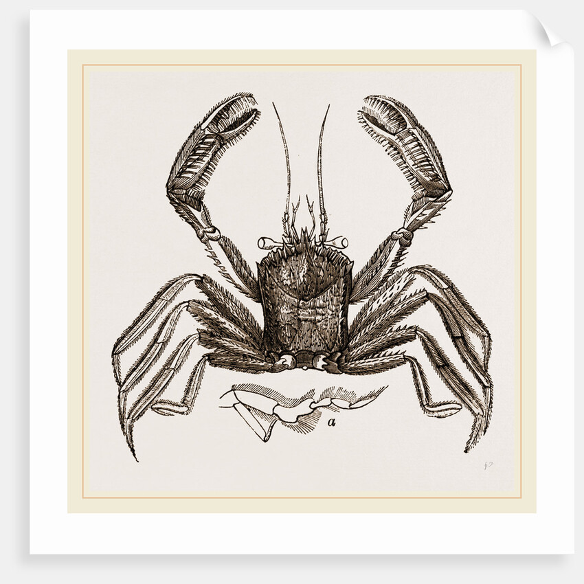 Homola spinifrons by Anonymous