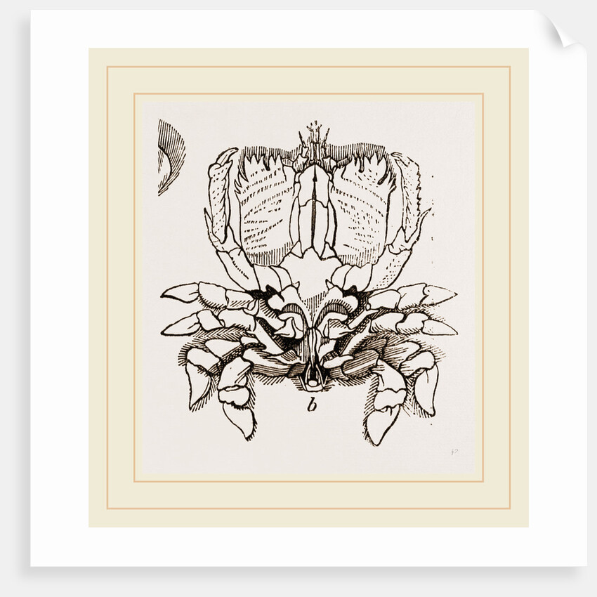 Ranina dentata by Anonymous