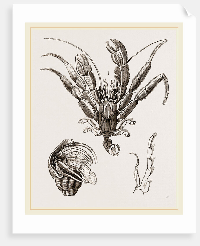 Pagurus Bernhardas by Anonymous