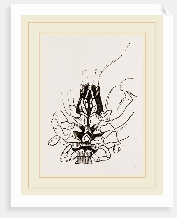 Under Side of Thorax Cenobita by Anonymous