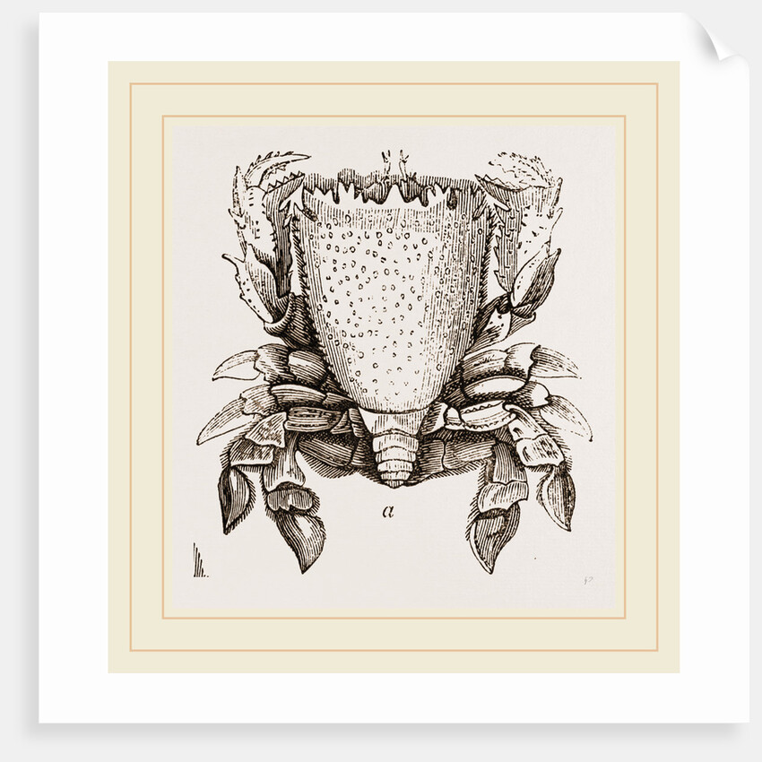 Ranina dentata by Anonymous