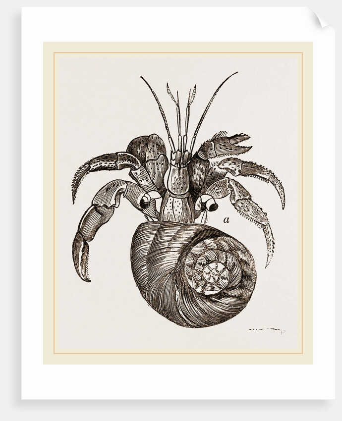 Cenobita Diogenes by Anonymous