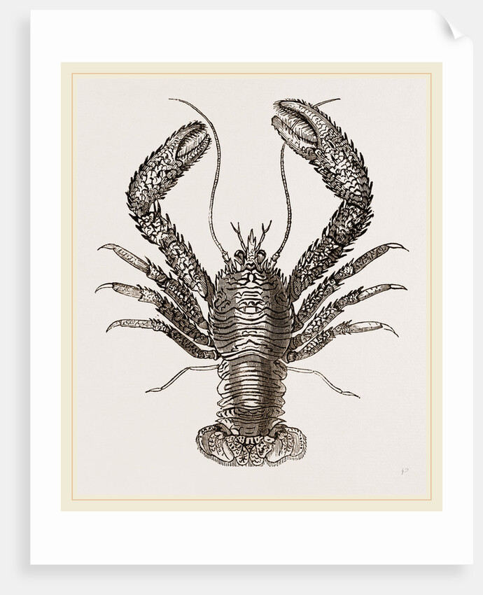 Galathea strigosa by Anonymous