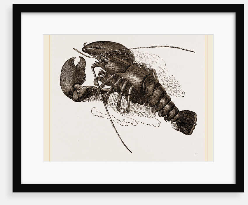 Lobster by Anonymous