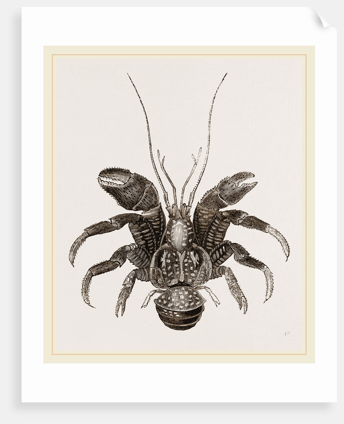 Birgus Latro by Anonymous