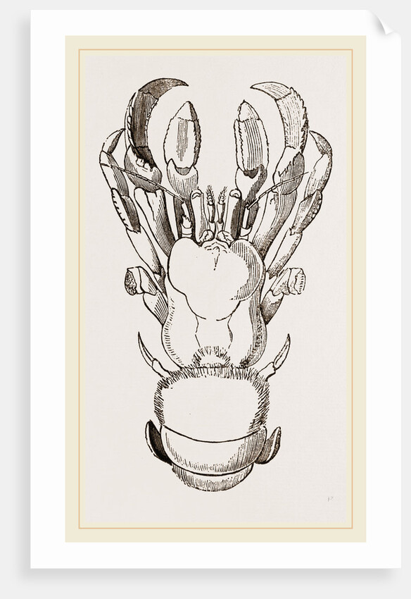 Cancellus Typus by Anonymous
