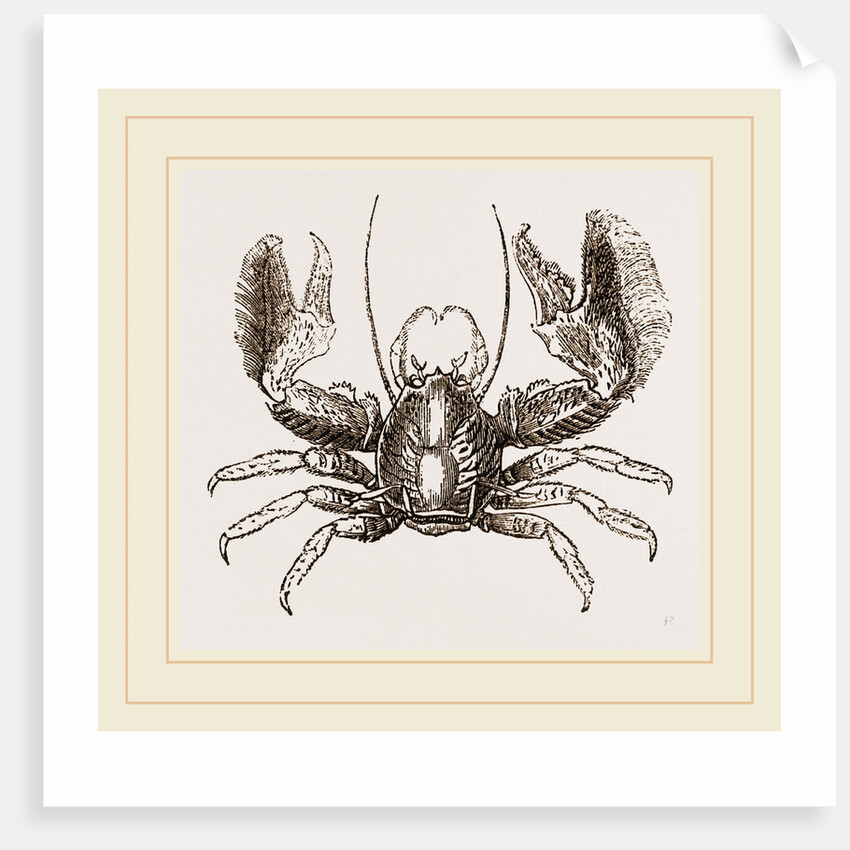 Porcellana platycheles by Anonymous