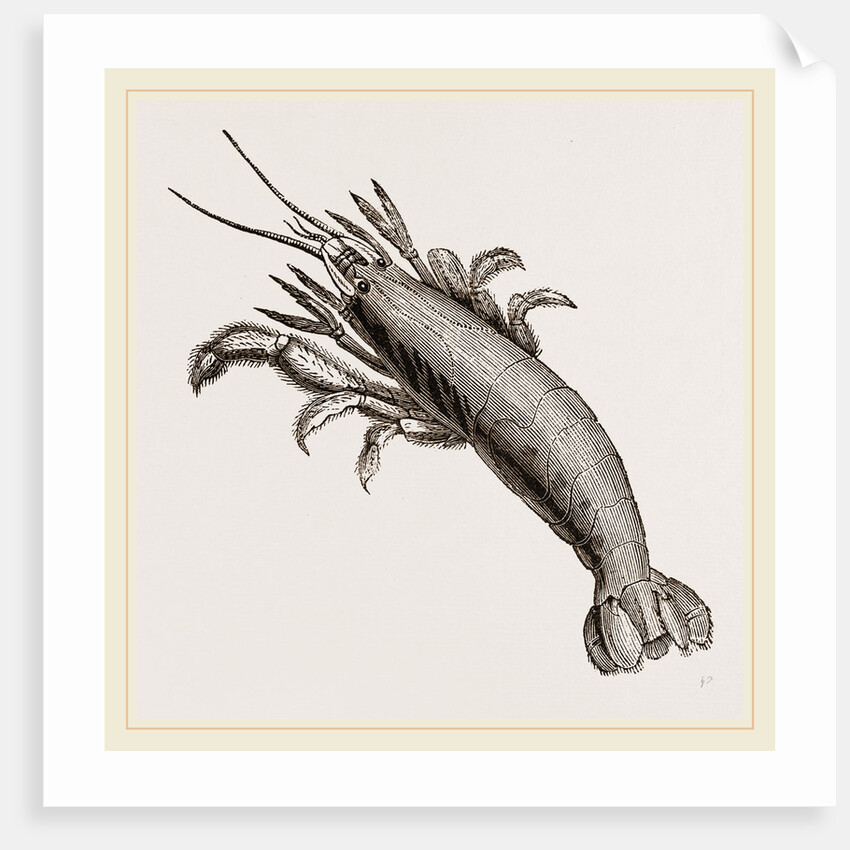 Atya scabra by Anonymous