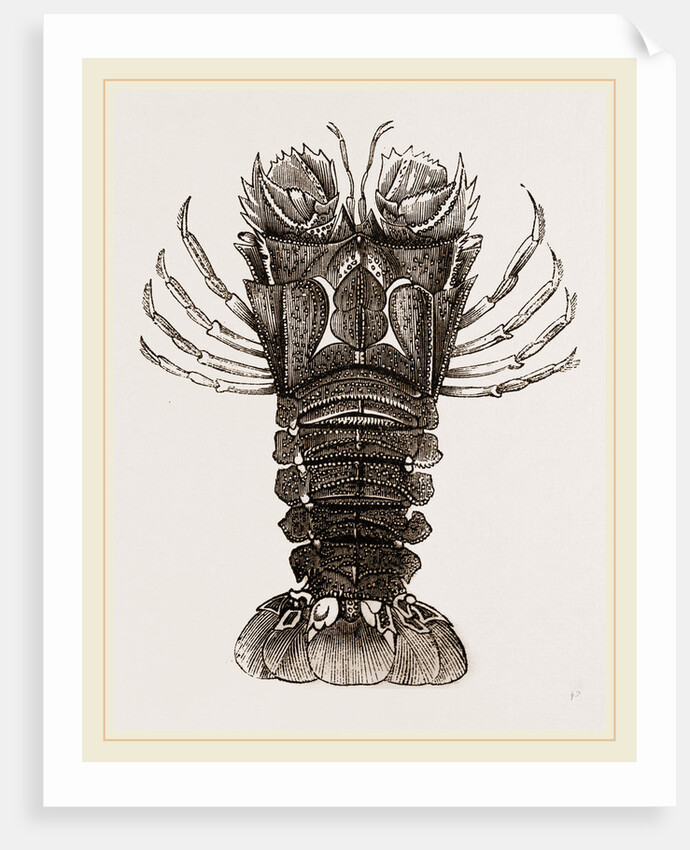 Thenus Orientalis by Anonymous