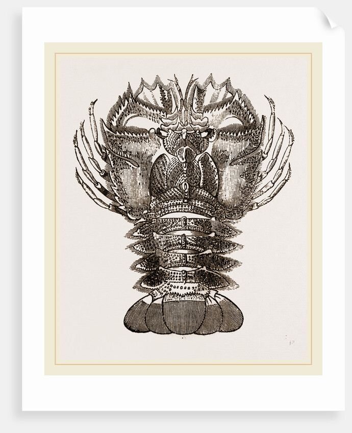 Ibacus Peronii by Anonymous