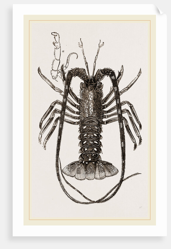 Sea Crayfish by Anonymous