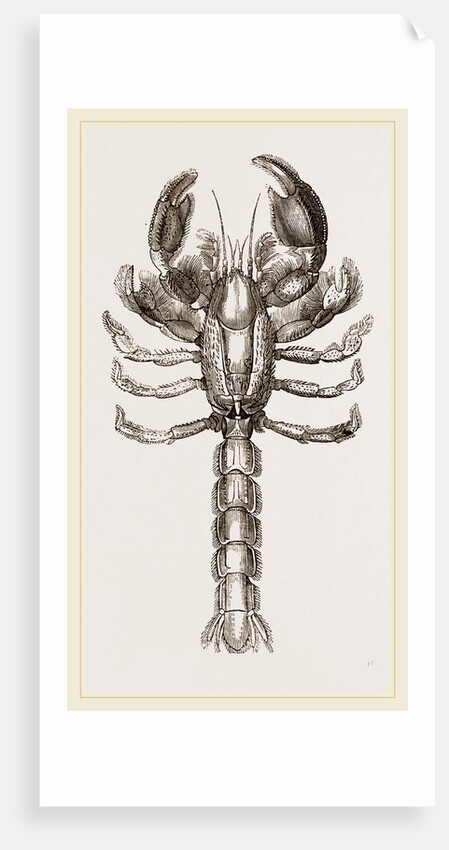 Thalassina scorpionoides by Anonymous