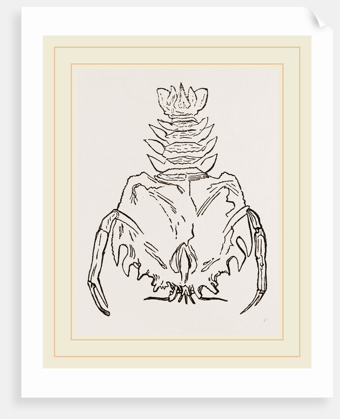 Eryon Cuvieri by Anonymous