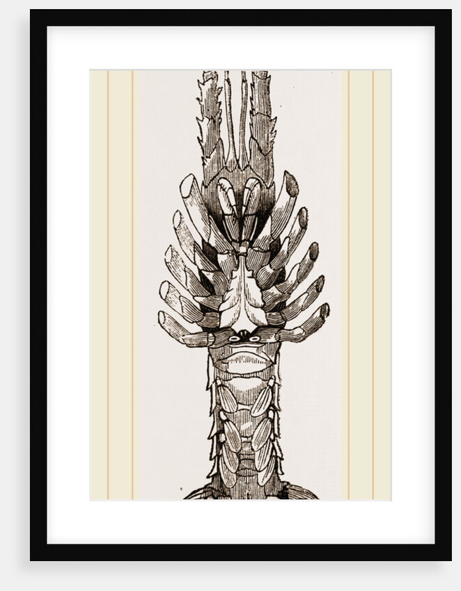 Sea Crayfish Under Surface by Anonymous