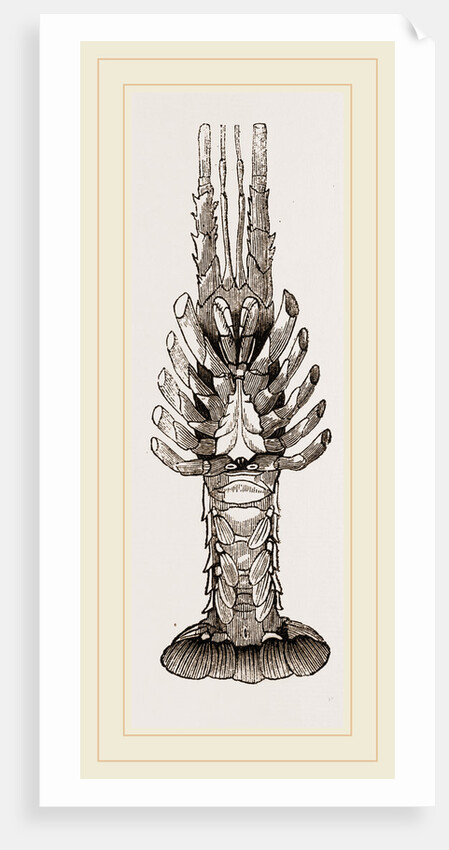 Sea Crayfish Under Surface by Anonymous