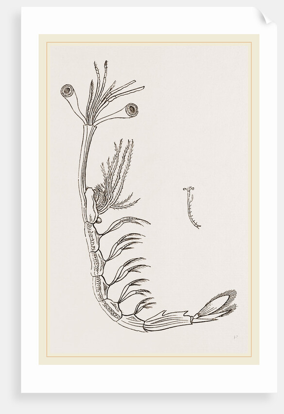 Lucifer typus by Anonymous