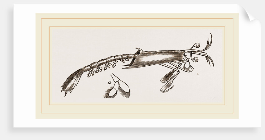 Alima hyalina by Anonymous