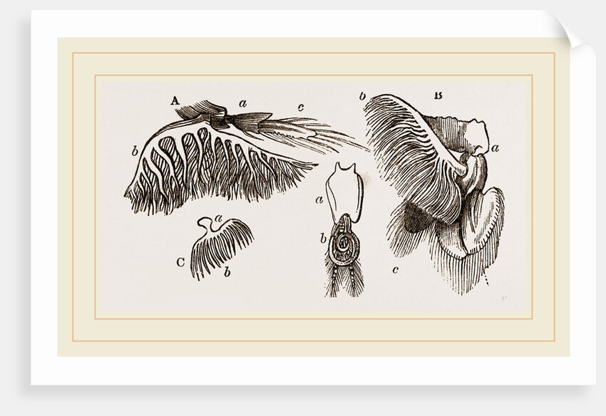 Branchiae of Stomapods by Anonymous
