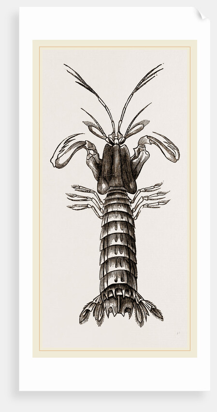 Squilla Mantis by Anonymous