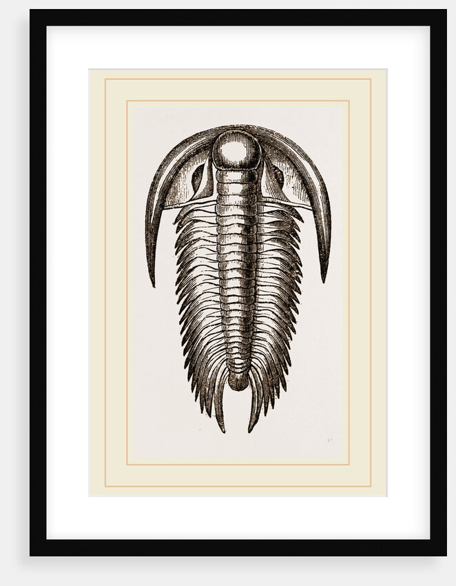 Paradoxoides Tessini by Anonymous