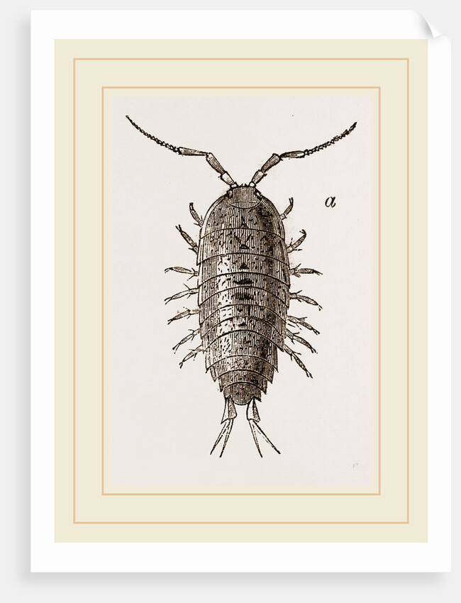 Ligia oceanica by Anonymous