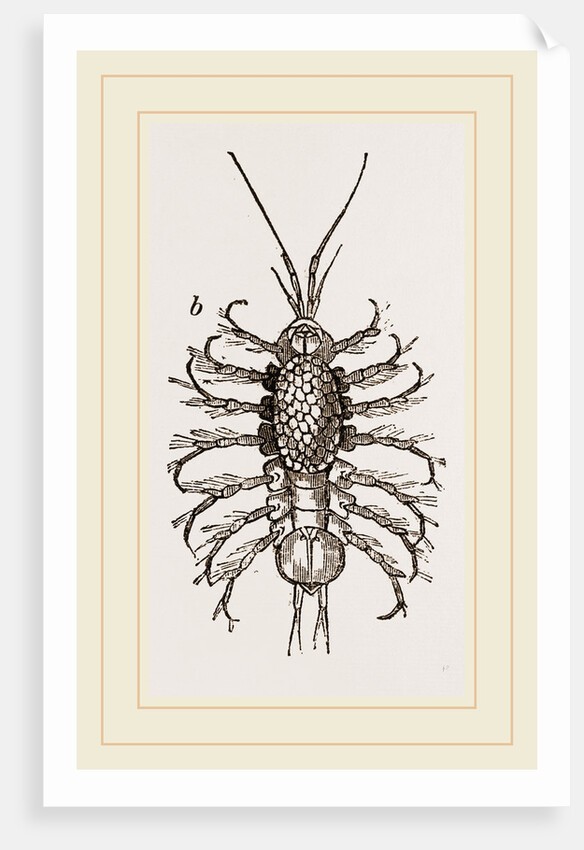 Asellus aquaticus by Anonymous