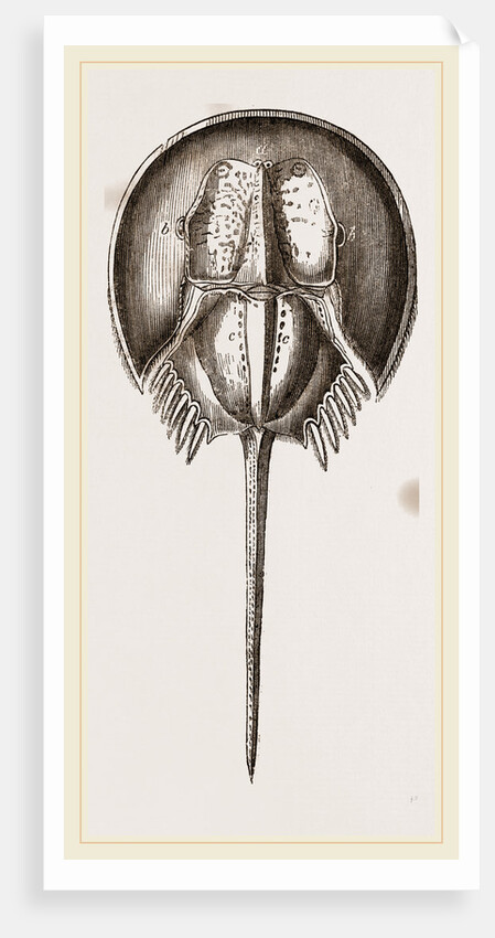 Limalus Nolucanus by Anonymous