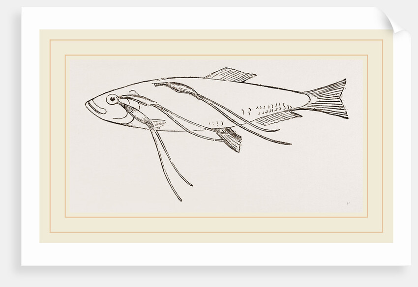 Lerneans on Sprat by Anonymous