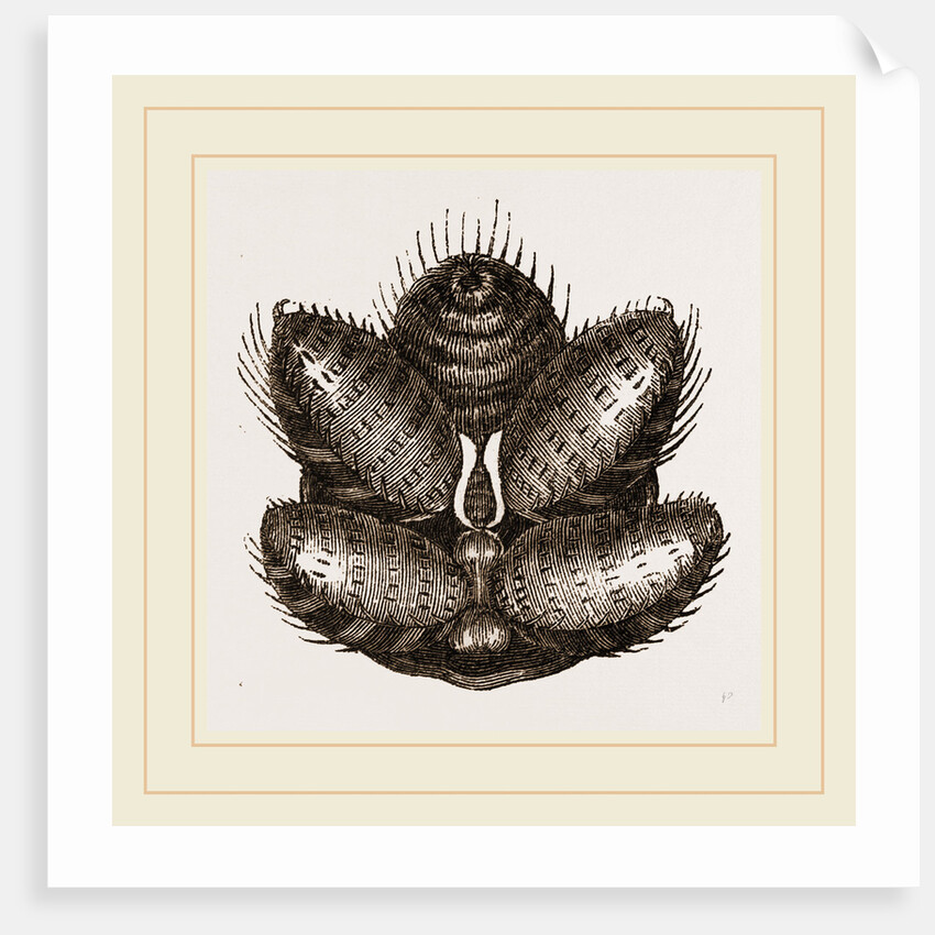 Spinnerets of Spider by Anonymous