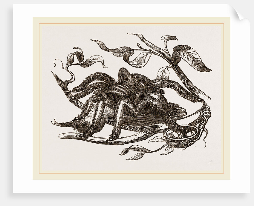 From Madame Merian by Anonymous