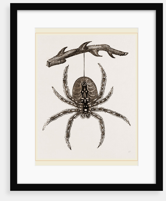 Garden Spider by Anonymous