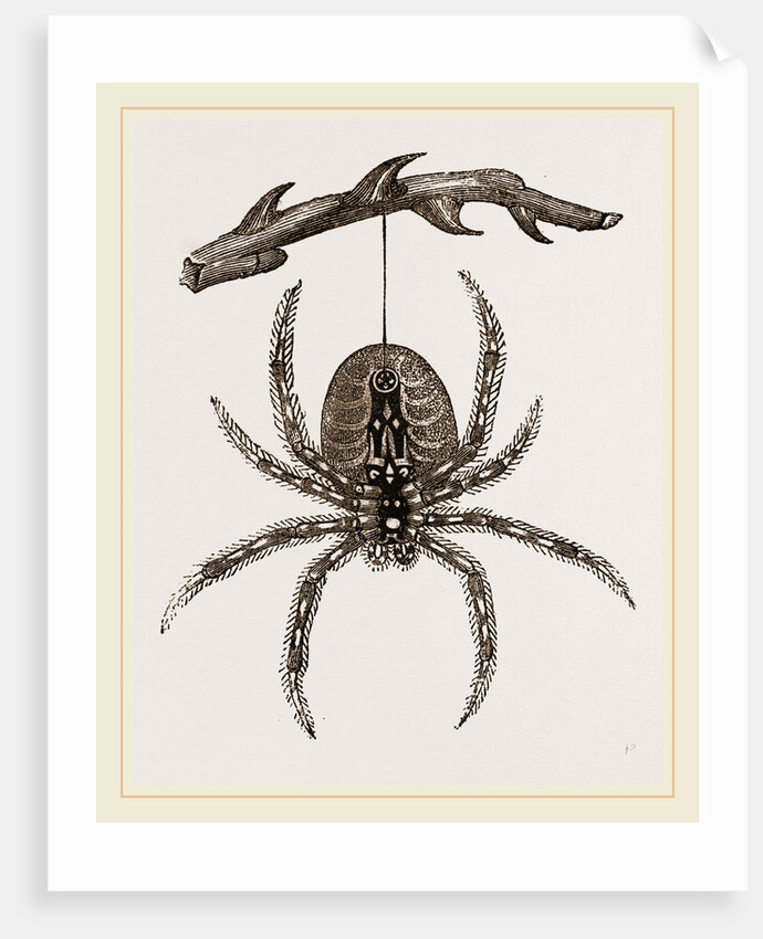 Garden Spider by Anonymous