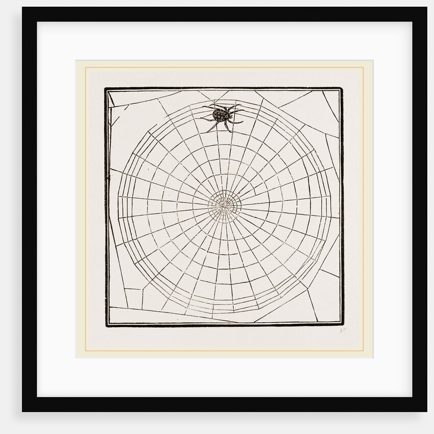 Geometric Web by Anonymous