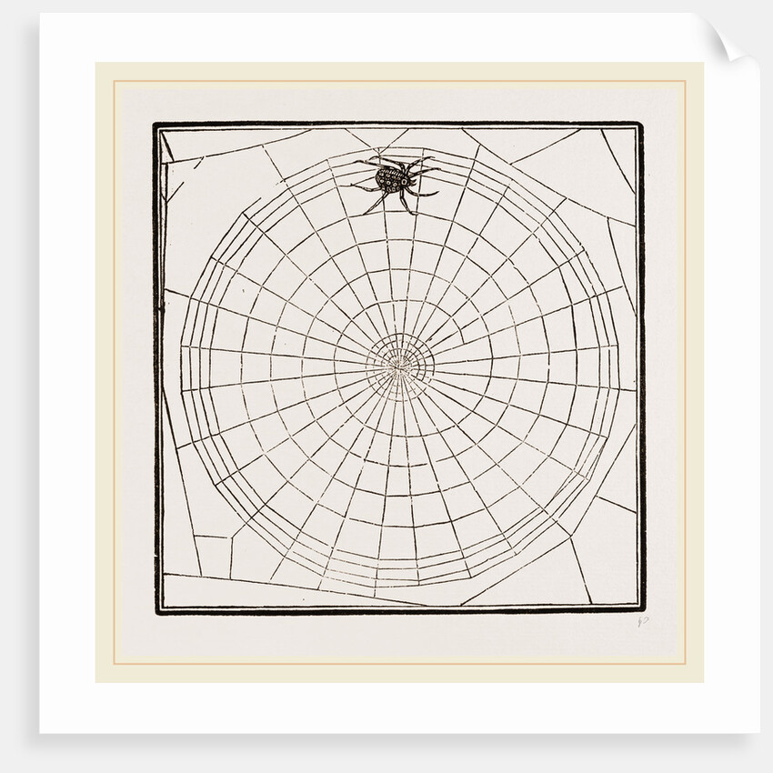 Geometric Web by Anonymous