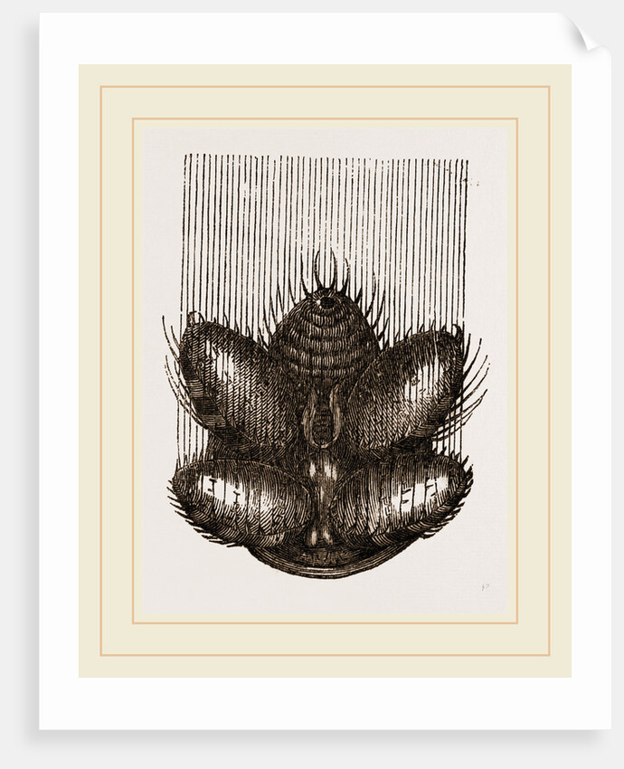 Spinnerets and Thread of Spider by Anonymous