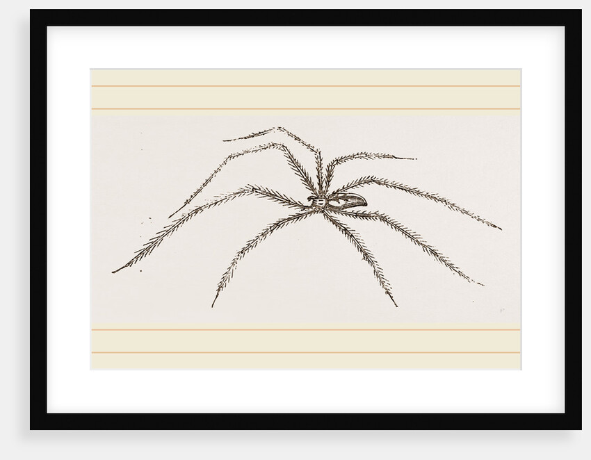 Long legged House-Spider by Anonymous